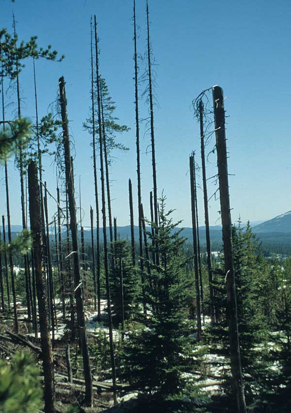 Mountain Pine Beetle Befall in British Columbia