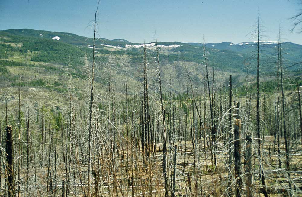 Mountain Pine Beetle Befall in British Columbia