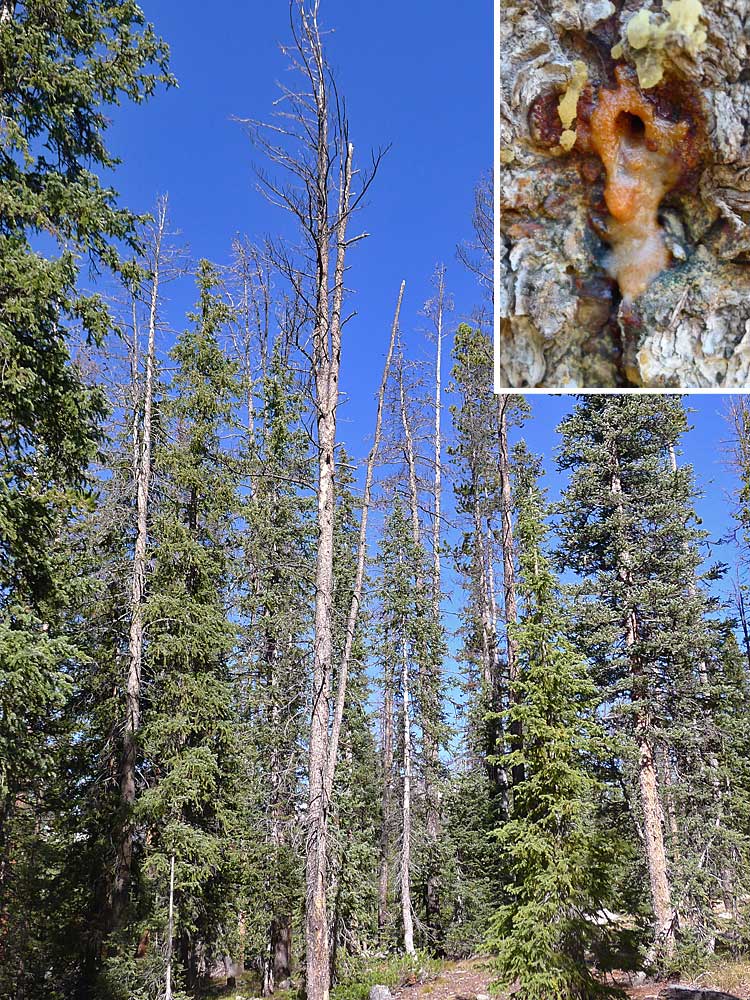 Spruce beetle befallene Engelmann-Fichten, Harztrichter