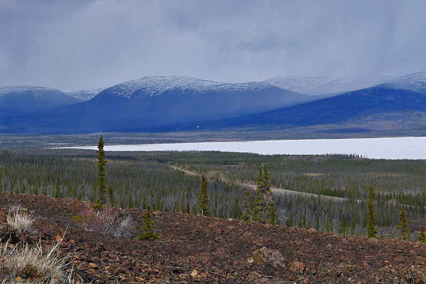 Spruce beetle Befall im Kluane Nationalpark
