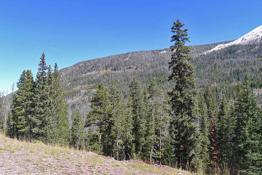 Spruce beetle Befall in den Uinta Mountains