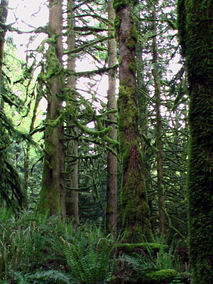 Küstenregenwald am Cultus Lake, British Columbia
