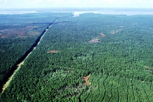 Entwicklung von Befall durch Southern pine beetle ohne Einwirkung von Bekämpfungsmaßnahmen 1992/93  im Gebiet Indian Mounds Wilderness