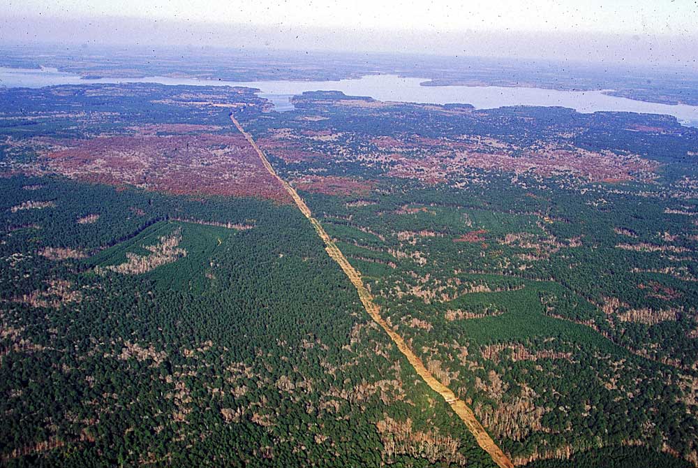 Entwicklung von Befall durch Southern pine beetle ohne Einwirkung von Bekämpfungsmaßnahmen 1992/93  im Gebiet Indian Mounds Wilderness