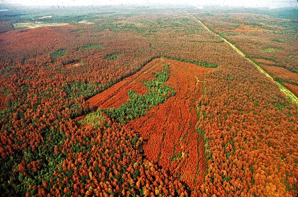 Entwicklung von Befall durch Southern pine beetle ohne Einwirkung von Bekämpfungsmaßnahmen 1992/93  im Gebiet Indian Mounds Wilderness