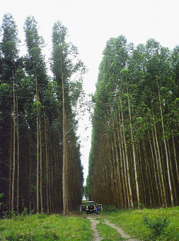 dreieinhalb Jahre alte Eukalyptus-Plantage