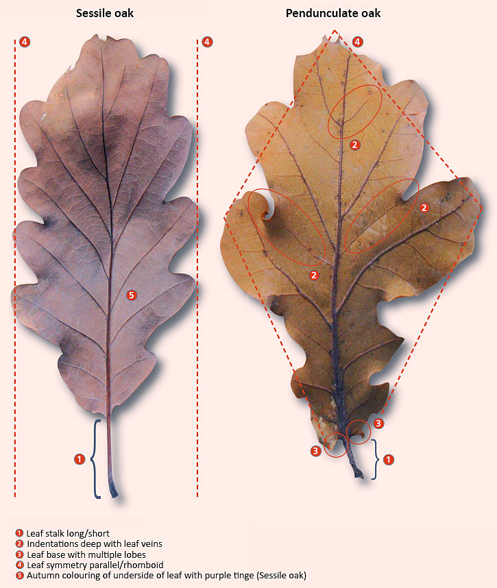 Sessile Oak Or Pedunculate, Oak Leaf Landscape Supply