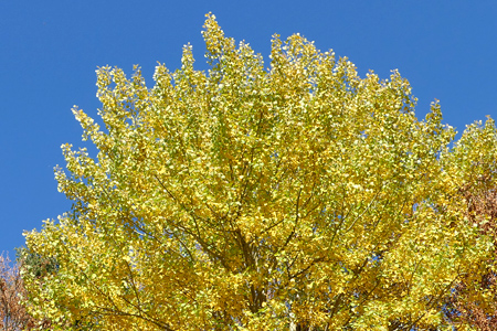 Pendant l'automne, les arbres perdent leurs jolies feuilles. Une des  ramures du Noyer est tombée dans ce coloriage…