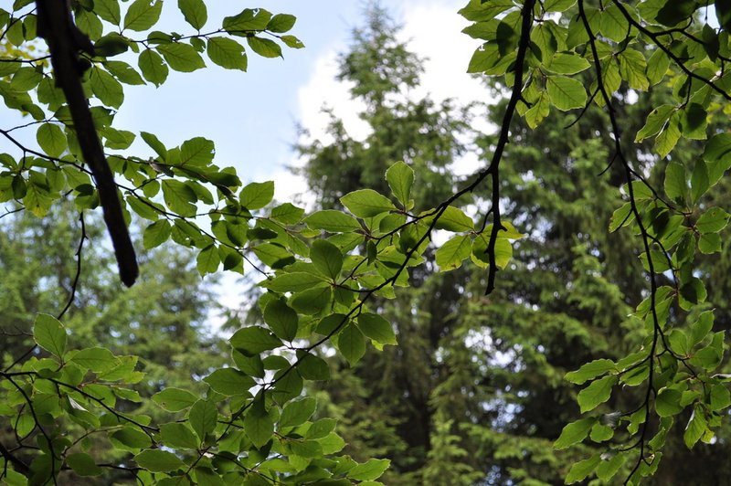 Baumkrone der Rotbuche