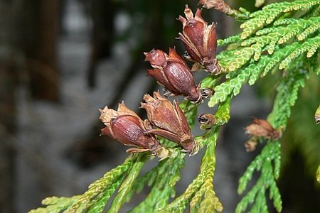Kurzportrait Riesenlebensbaum (Thuja plicata) - waldwissen.net