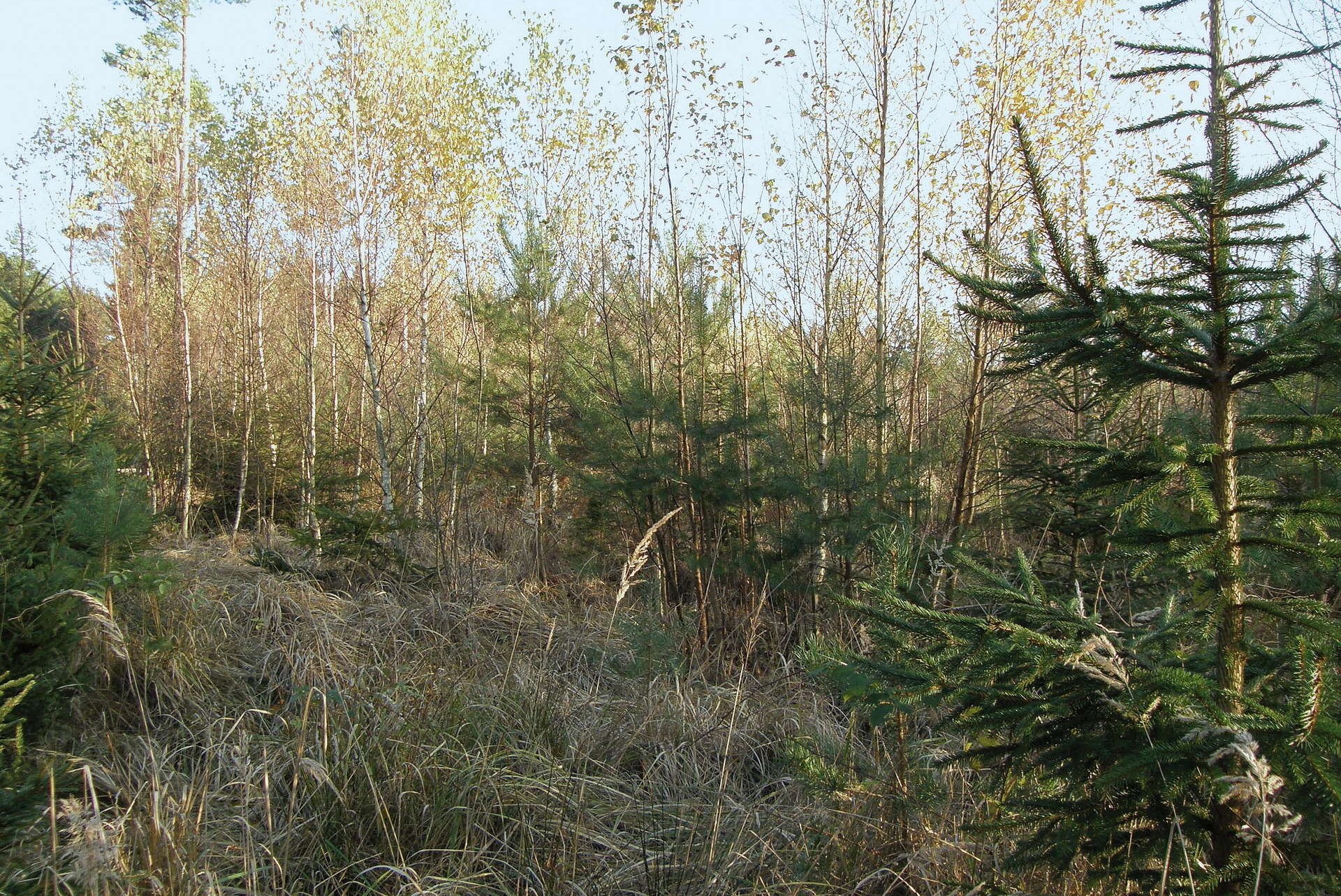 Junge Birken, umgeben von jungen Nadelbäumen