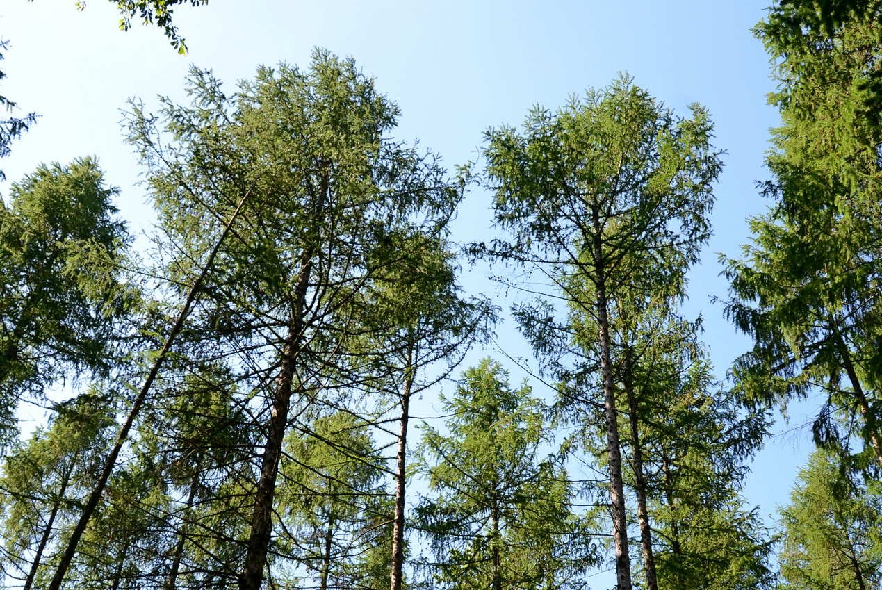 Baumkronen von Lerchen