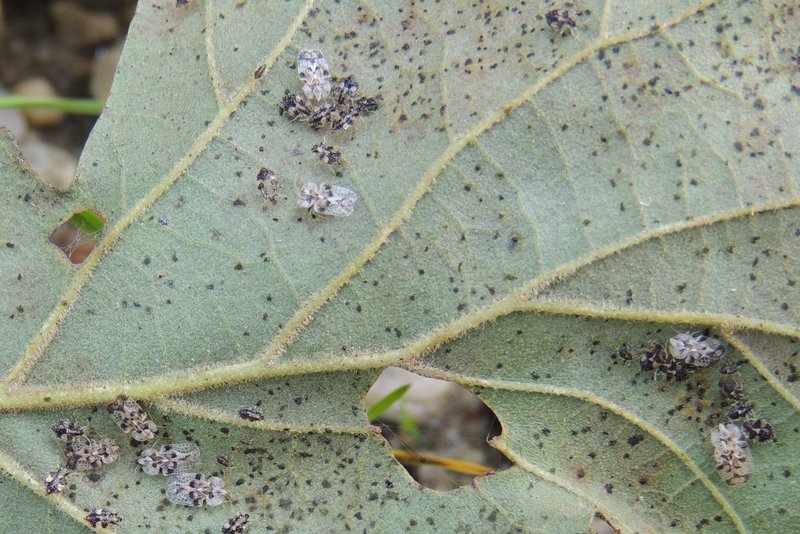Durchsichtige Wanze auf Blatt