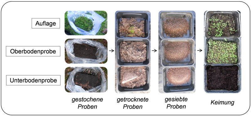 Bodenproben in durchsichtigen Bechern oder Tüten; Darstellung bis zur Keimung der Samen