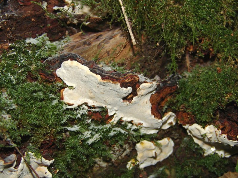 Weißer Pilz am Wurzelansatz