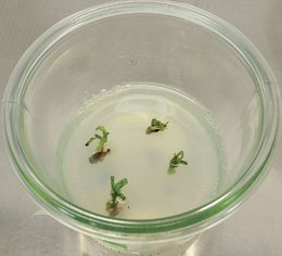 Mini-Bäumchen auf Nährsubstrat in Weckglas