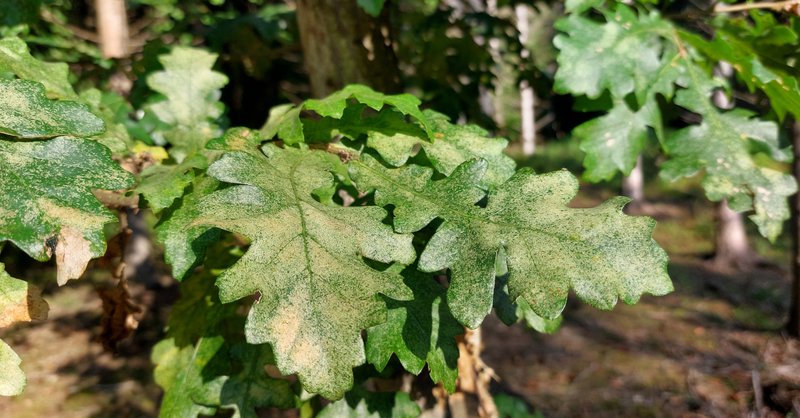 Blätter einer Eiche mit heller Sprenklung, die durch die Wanzen entsteht