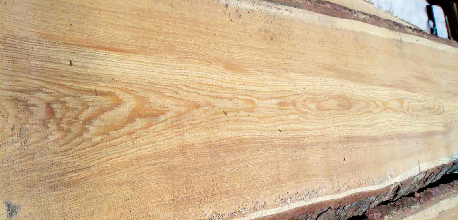 Lärchenholz voll im Trend