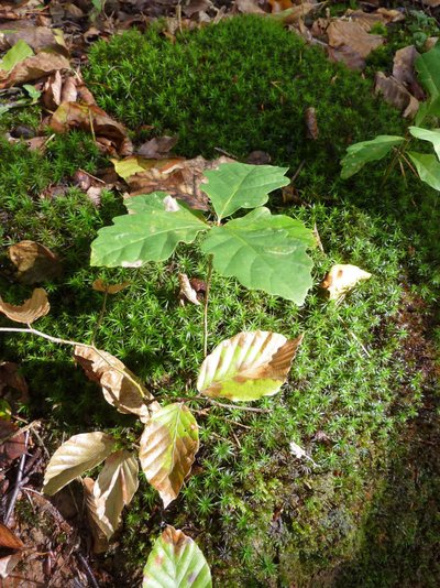 Kleine Eiche mit drei Blättern