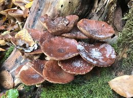 Hallimasch mit braunen Fruchtkörpern