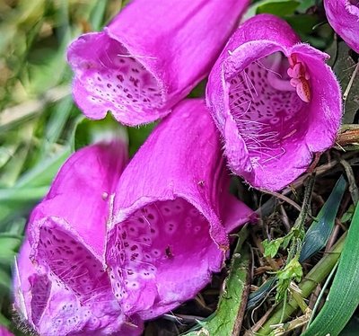 Fingerhut, Zeichnung der Blüten