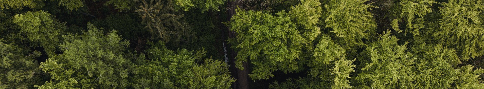 Drohnenaufnahme von einem Wald von oben