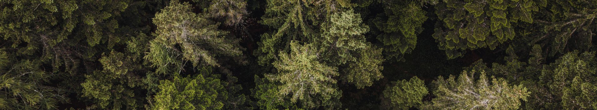 Wald von oben