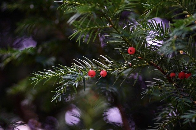 eibe giftpflanze Gemeine Eibe (Taxus baccata) | 40-50 cm im Topf main image 0