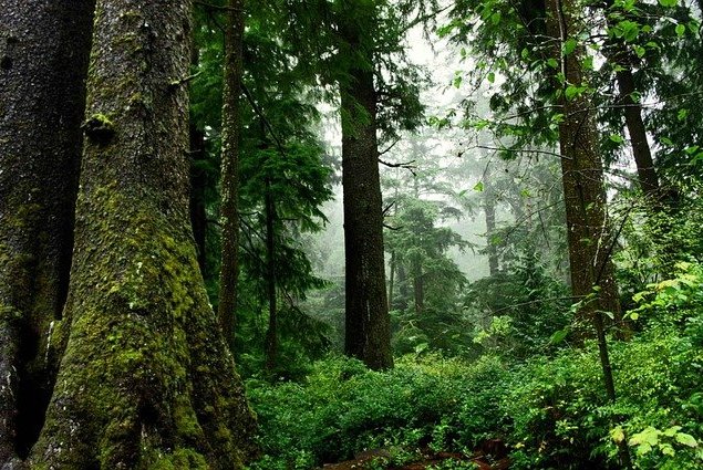 naturwaldreservate-und-naturnahe-forstwirtschaft