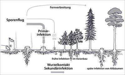 Zeichnung über die Infektionswege des Wurzelschwamms