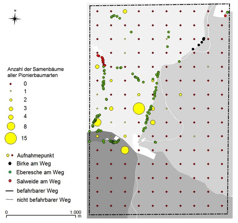 Punktdiagramm der Samenbaumpotenziale an den Aufnahmepunkten (200 x 200 m) und befahrbaren Waldwegen auf der 600 ha großen Teilfläche im Untersuchungsgebiet