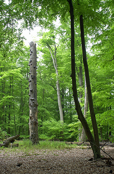 Naturwaldzelle "Teppes Viertel"