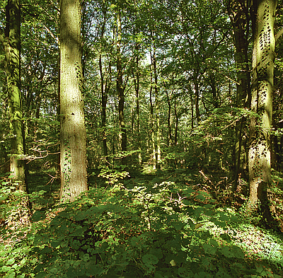 Naturwaldzelle "Schorn"