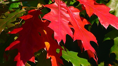 Blätter Roteiche im Herbst
