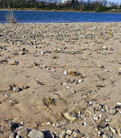 Naturverjüngung von Schwarzpappeln am Rheinufer