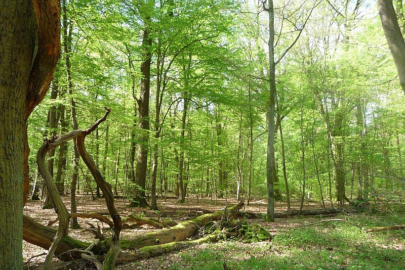 Totholz am Boden im strukturreichen Stieleichen-Hainbuchenwald