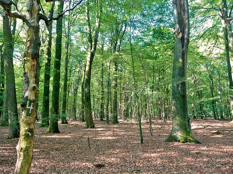 NWZ "Rehsol", sehr ungleichaltriger Buchenwald mit Eiche und Birke