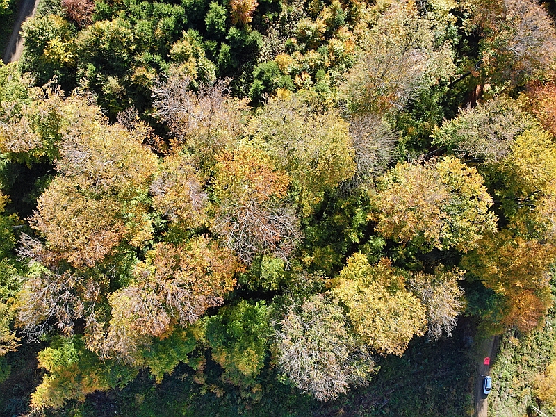 Drohnenaufnahme auf abgestorbene Buchenkronen