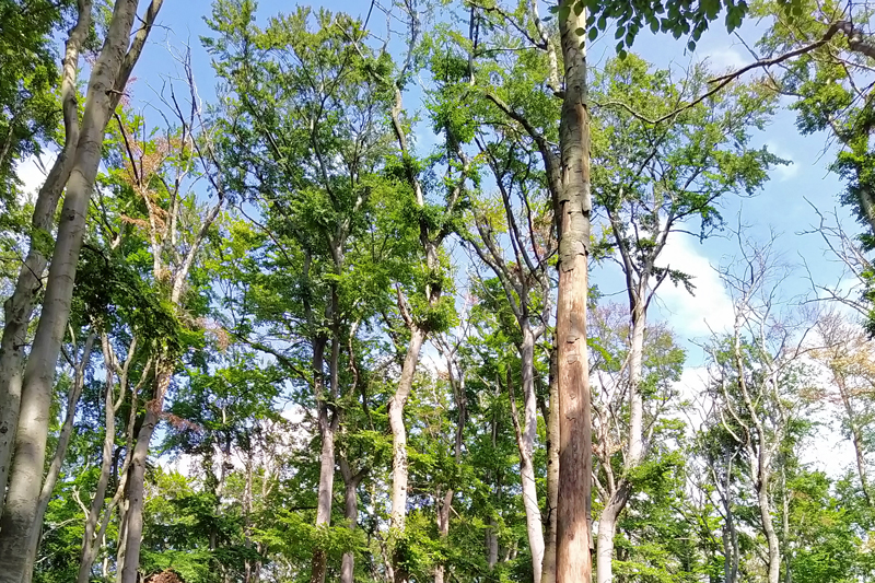 Geschädigte Buchen in Ostwestfalen