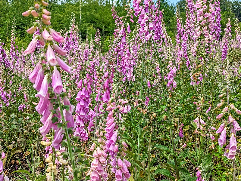  Roter Fingerhut auf einer Kalamitätsfläche