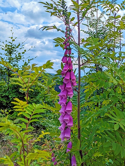 Die Blütentrauben des Roten Fingerhuts wachsen zum Licht hin 