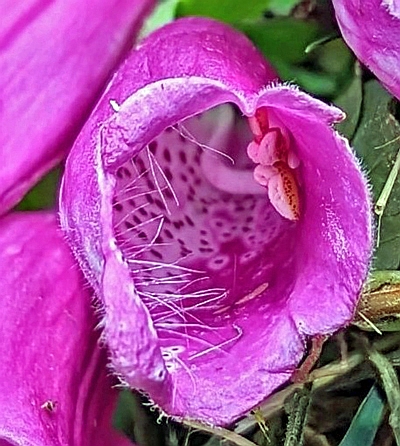 Blüte des Roten Fingerhutes