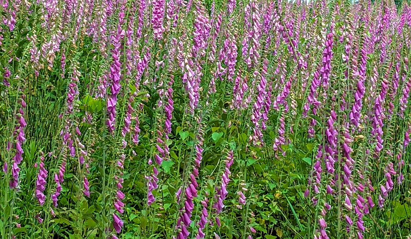 Mit Rotem Fingerhut bewachsene Versuchsfläche in Südwestfalen