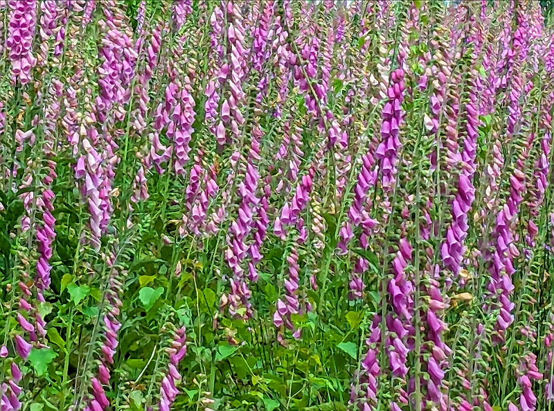 Roter Fingerhut breitet sich auf Störungsflächen aus