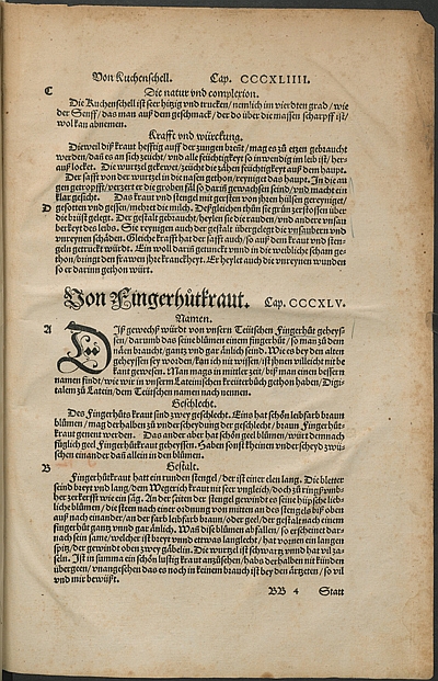 Auszug aus dem "New Kreüterbuch" von Leonhart Fuchs