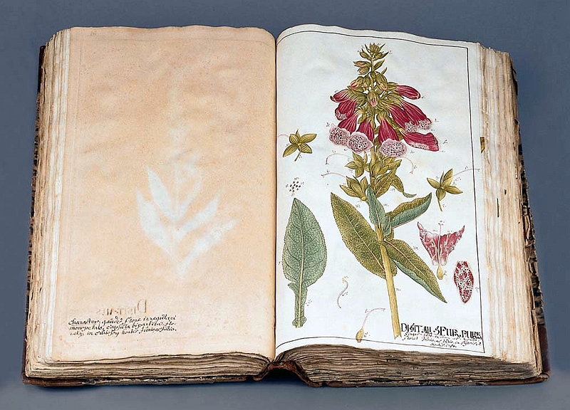 Zeichnung des Roten Fingerhuts von Johann Heinrich Tiemeroth 