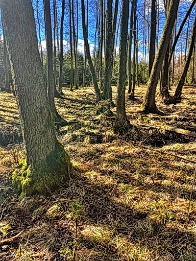 Charakteristischer winterlicher Auwald im Arnsberger Wald