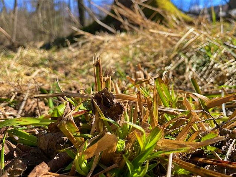 Bodennaher Verbiss an wintergrüner Wald-Hainsimse
