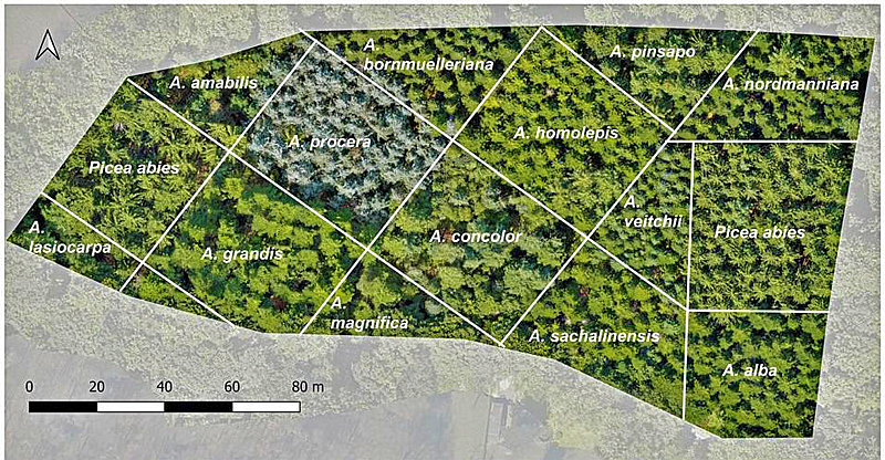 Luftbild der Versuchsfläche in Burgholz
