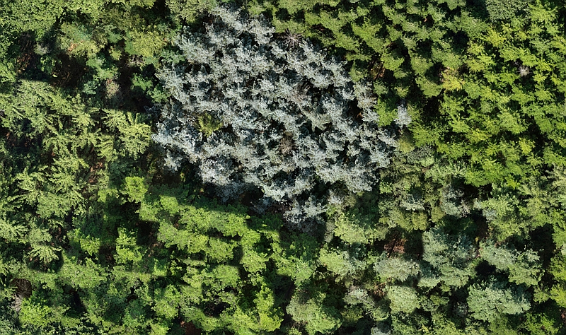 Vergrößerter Ausschnitt des Luftbildes der Versuchsfläche